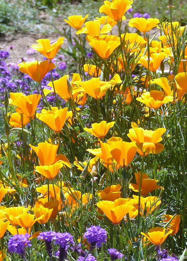 Golden California Poppies Photograph by Carla Parris
