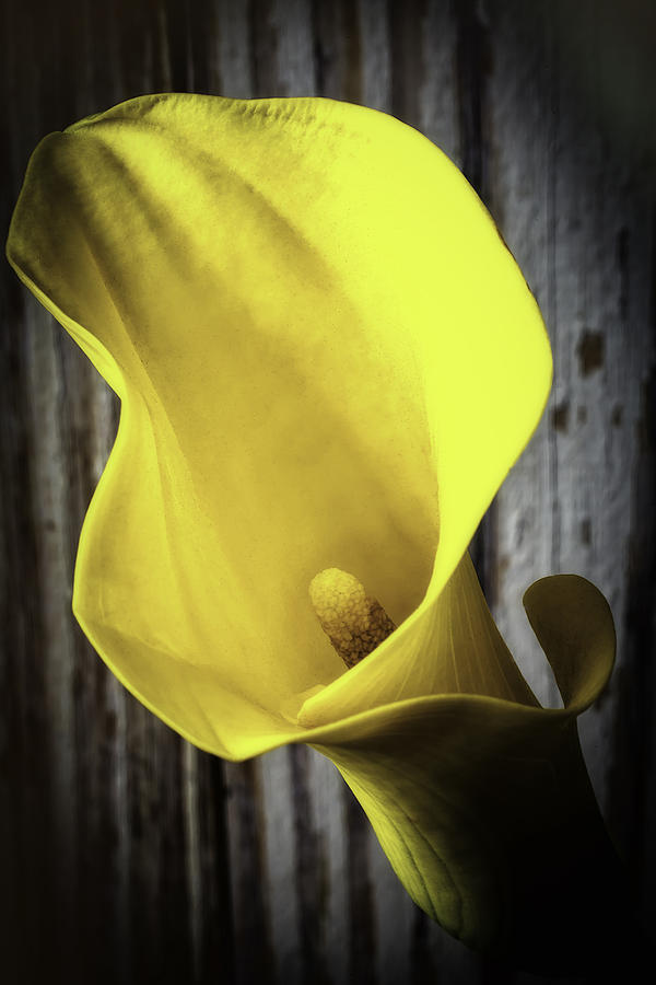 Golden Calla Lily Photograph by Garry Gay