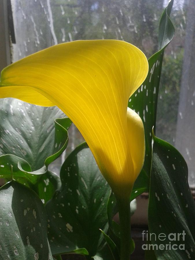Golden Calla Lily Shines Photograph by Lingfai Leung