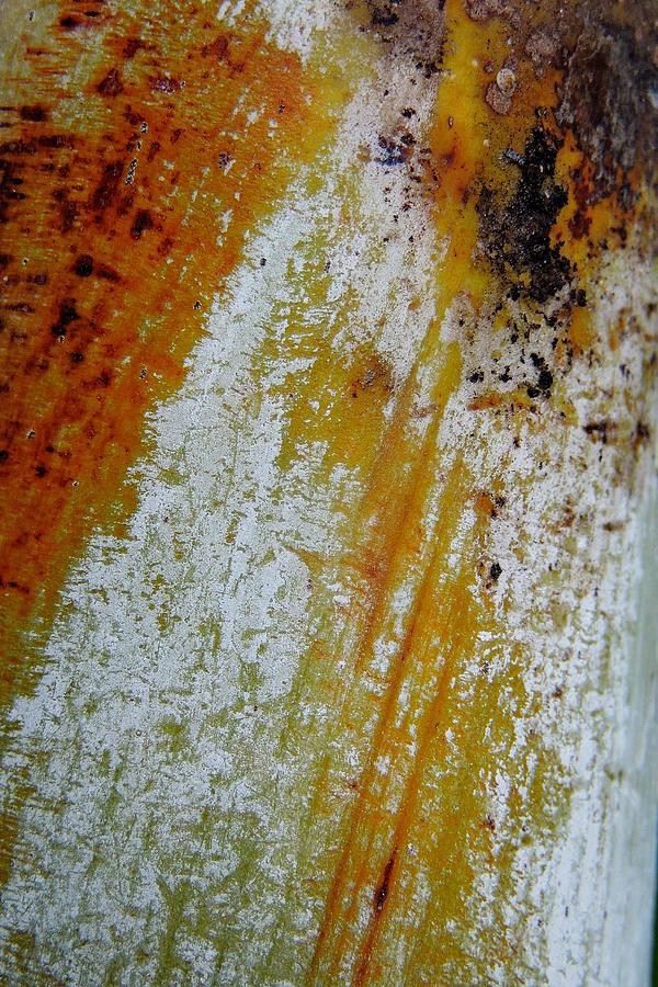 Golden Cane Palm Abstract 2 Photograph by Denise Clark