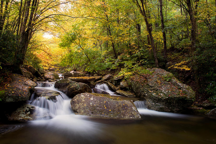 Golden Canopy, Boone Fork Creek by Tommy White Golden Canopy, Boone Fork Creek by Tommy White