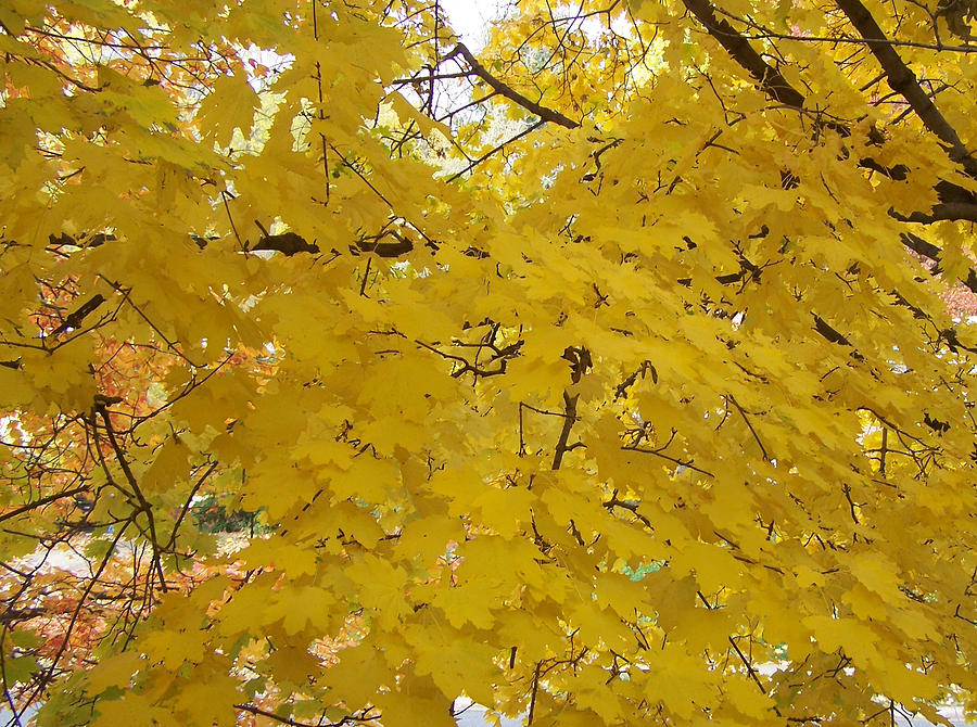 Golden Canopy Photograph by Karin  Dawn Kelshall- Best