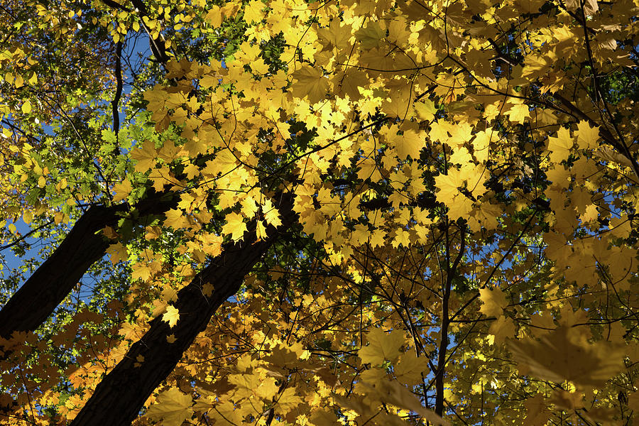 Golden Canopy - Look Up to the Trees and Enjoy Autumn - Horizontal Left Photograph by Georgia Mizuleva