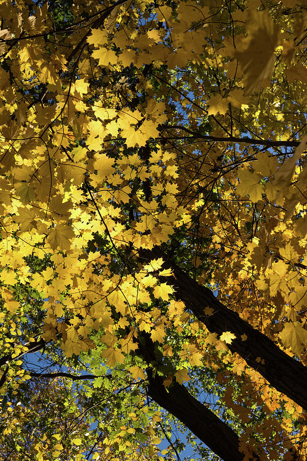 Golden Canopy - Look Up to the Trees and Enjoy Autumn - Vertical Right Photograph by Georgia Mizuleva