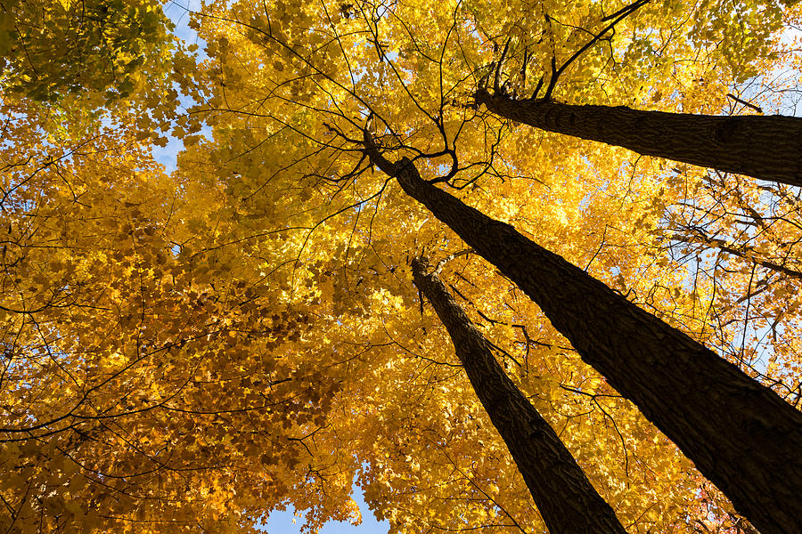 Golden Canopy - Three Trees Photograph by Georgia Mizuleva