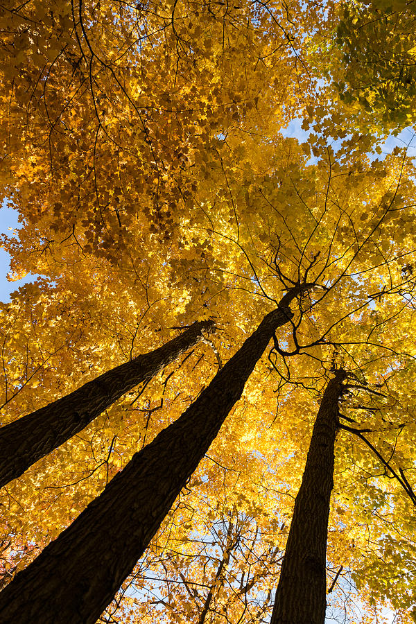Golden Canopy - Three Trees Vertical Photograph by Georgia Mizuleva