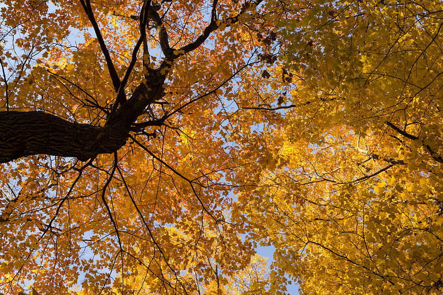 Golden Canopy - Twisted Tree Trunk Horizontal Photograph by Georgia ...