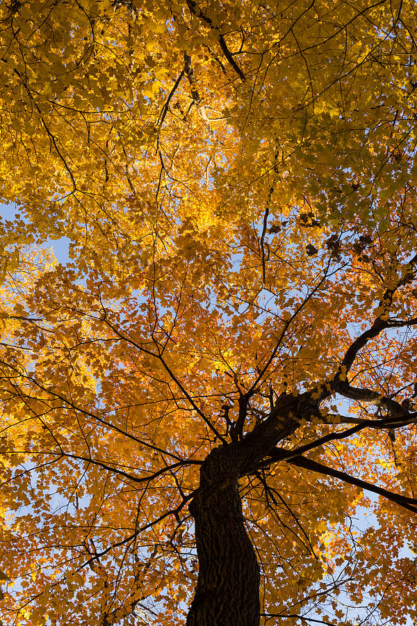 Golden Canopy - Twisted Tree Trunk Vertical Photograph by Georgia Mizuleva