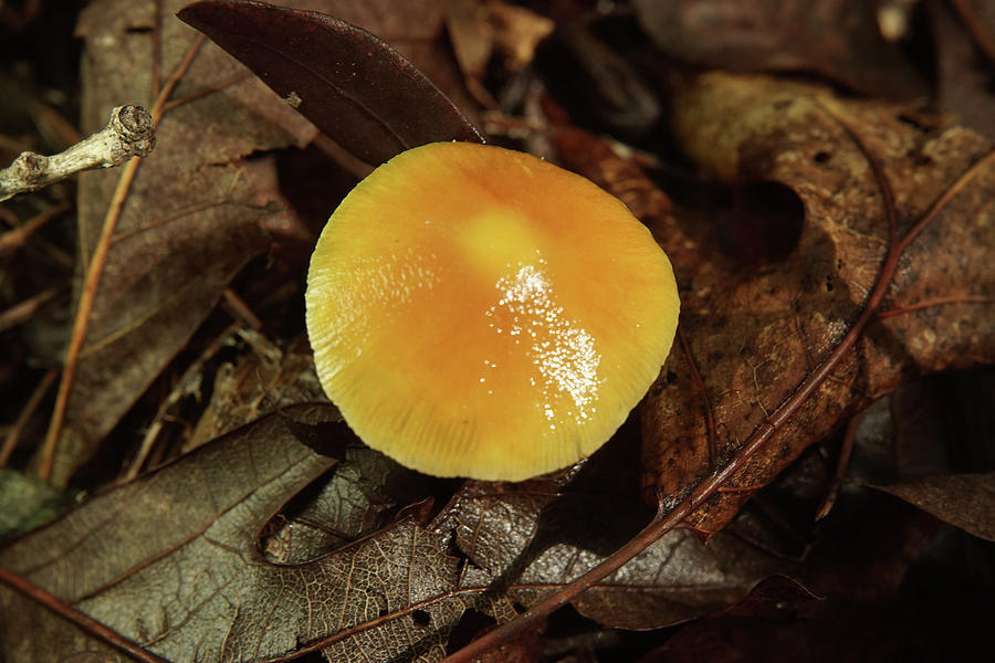 Golden Capped Mushroom Amid Fall Leaves Photograph by Douglas Barnett