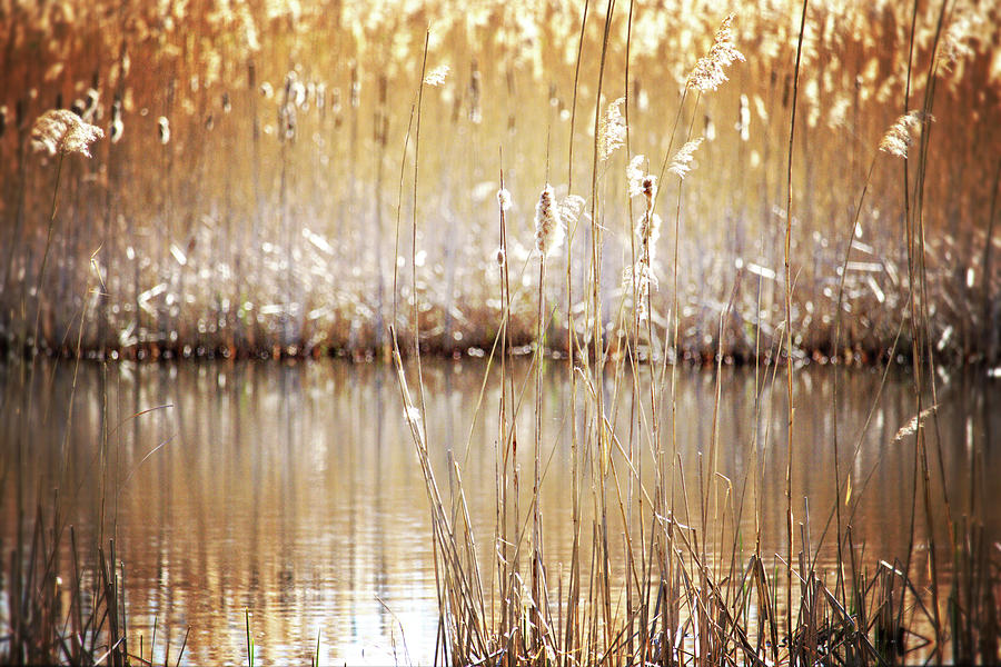Golden Cattails Photograph by Angie Rea