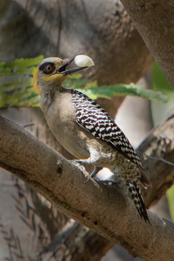 Golden-cheeked Woodpecker Photograph by Jurgen Lorenzen