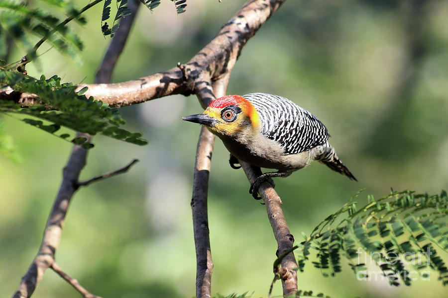 Golden-Cheeked Woodpecker Photograph by Teresa Zieba