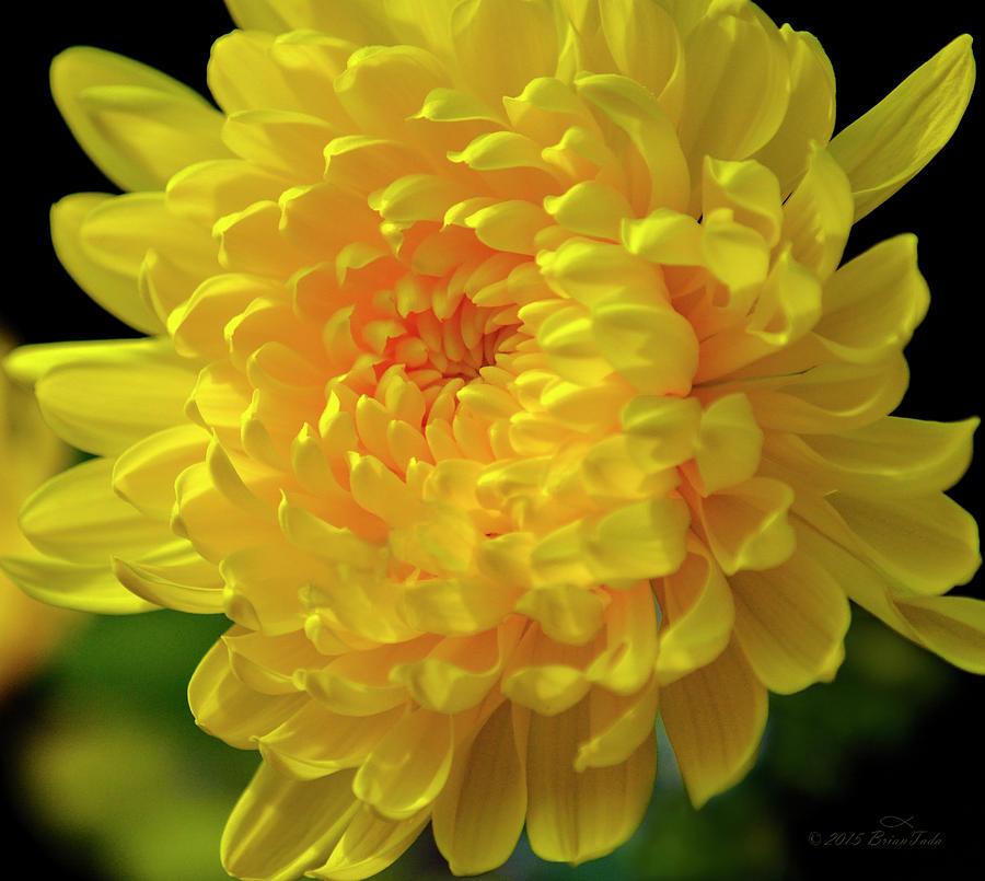 Golden Chrysanthemum  Photograph by Brian Tada