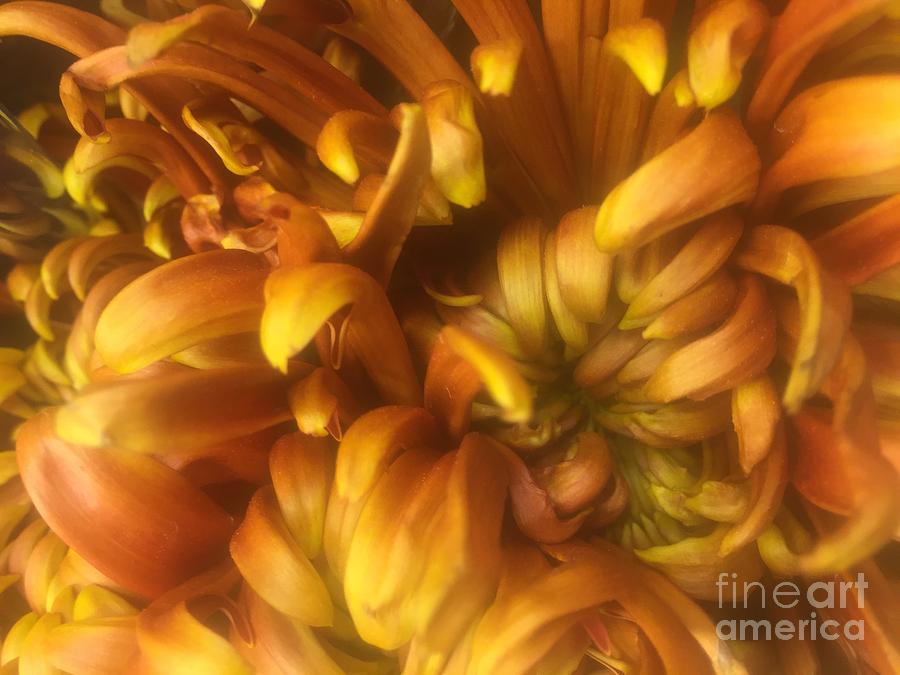 Golden Chrysanthemum Photograph by Nona Kumah