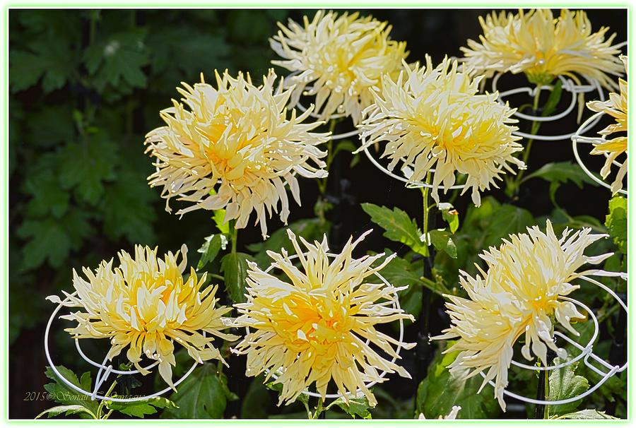 Golden Chrysanthemums Photograph by Sonali Gangane