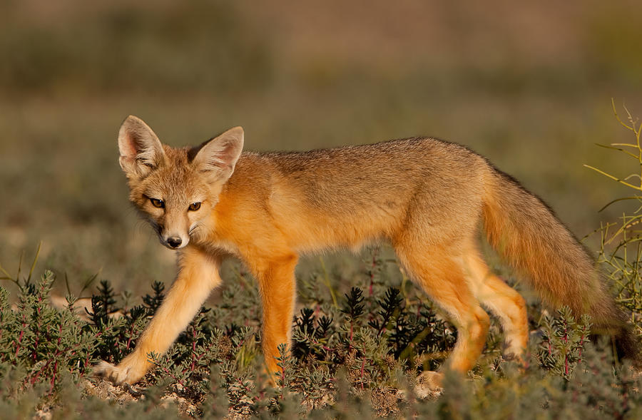 Golden Coat Photograph by Kent Keller - Fine Art America