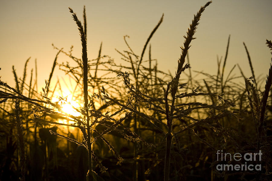 Golden Corn Photograph by Idaho Scenic Images Linda Lantzy
