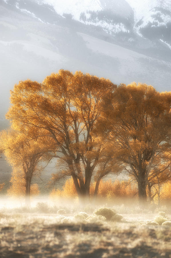 Cottonwoods Photograph - Golden Cottonwoods and Morning Fog by Heather Swan