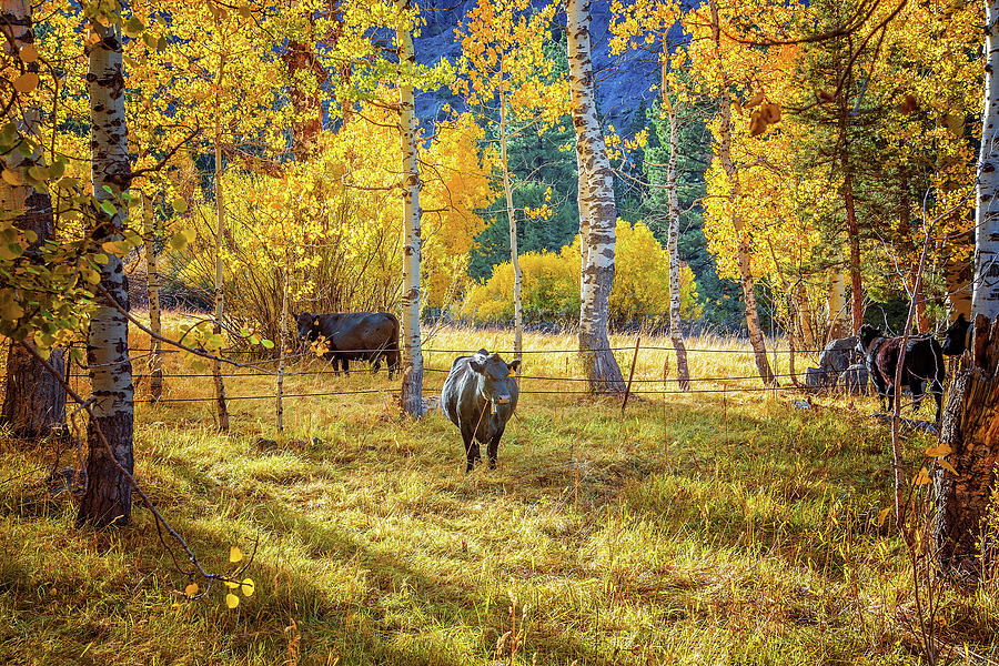 Golden Cow Pasture Photograph by Lynn Bauer