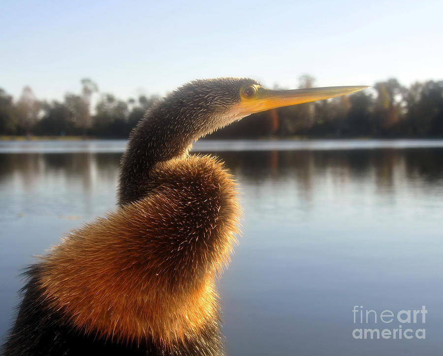 Wildlife Photograph - Golden Crested Anhinga by David Lee Thompson