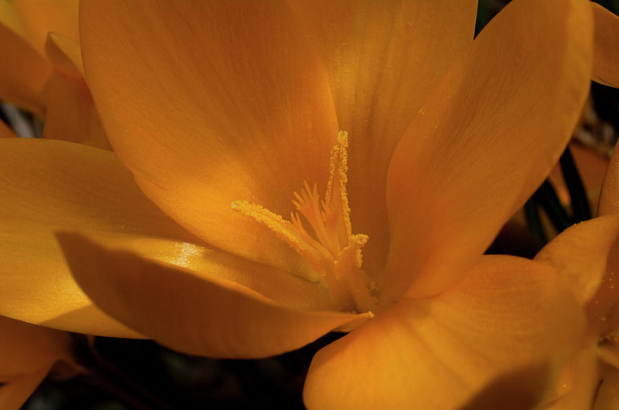 Spring Photograph - Golden Crocus by ShaddowCat Arts - Sherry