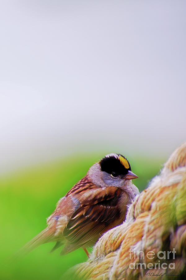 Golden Crown Sparrow Photograph by David Arment
