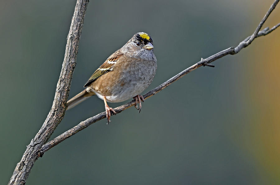 Golden Crowned Sparrow in Early Fall Photograph by Laura Mountainspring