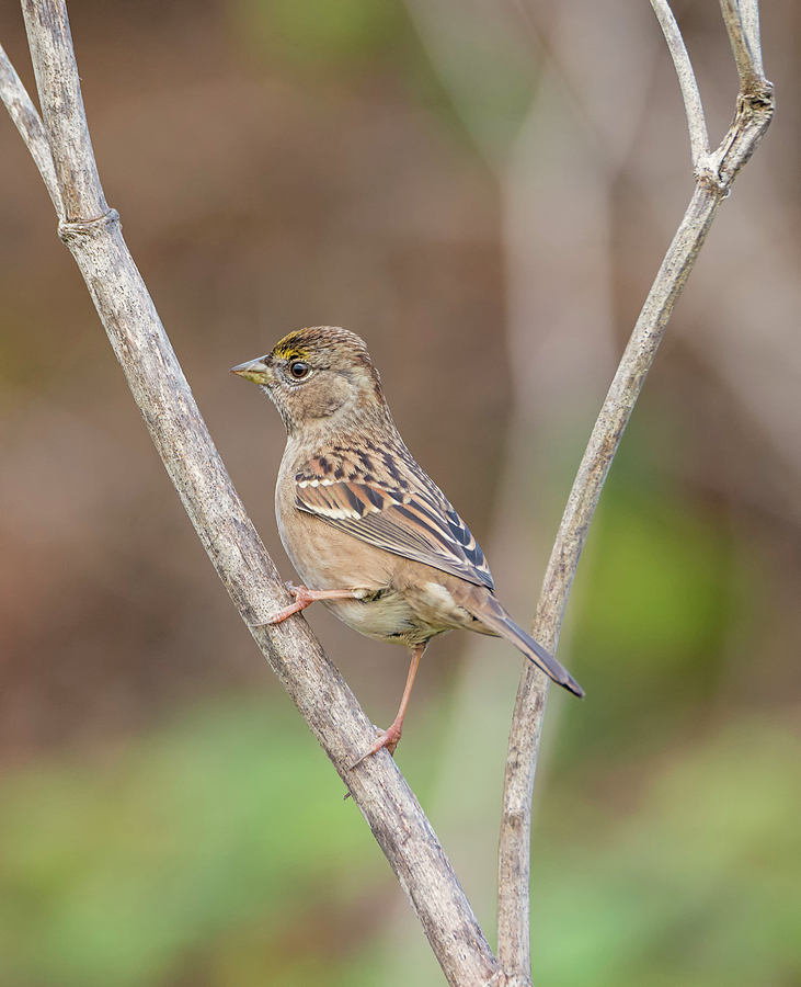 Golden Crowned Sparrow Photograph by Loree Johnson