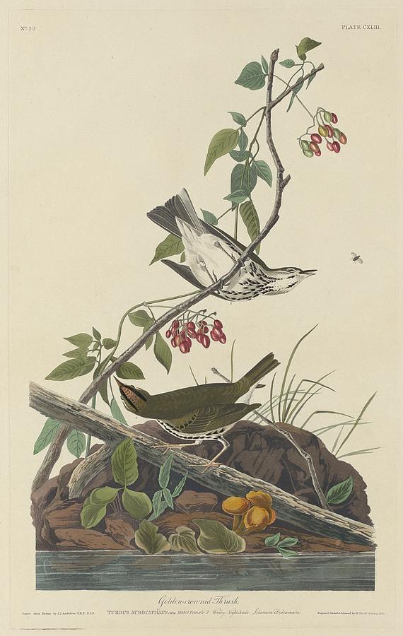 John James Audubon Drawing - Golden-Crowned Thrush by Dreyer Wildlife Print Collections 