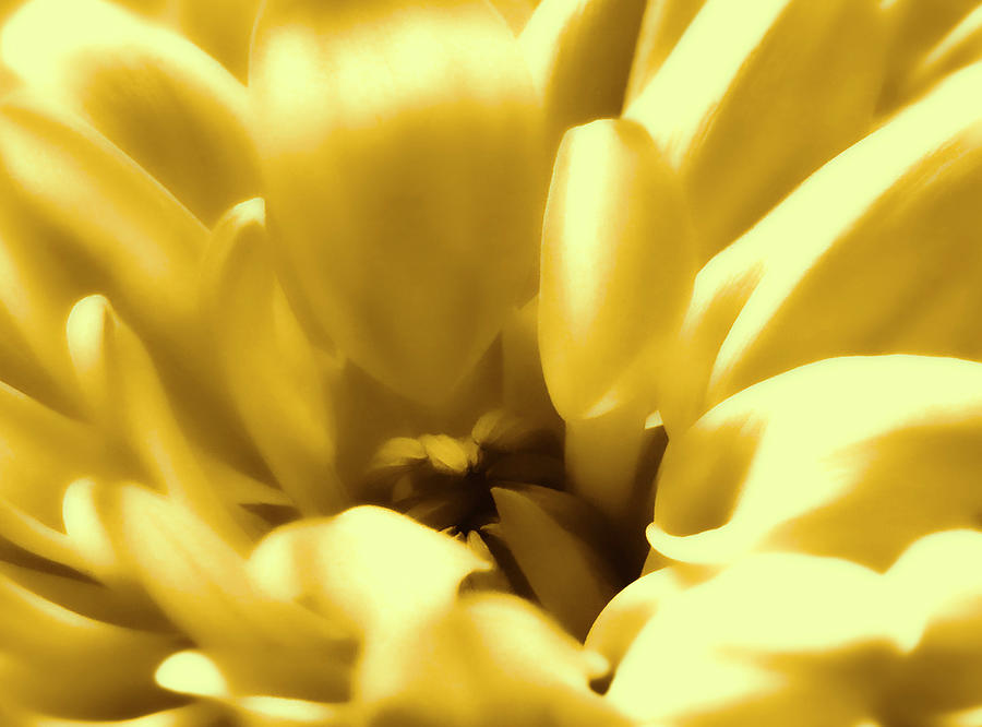 Golden Crysanthemum Photograph by Johanna Hurmerinta