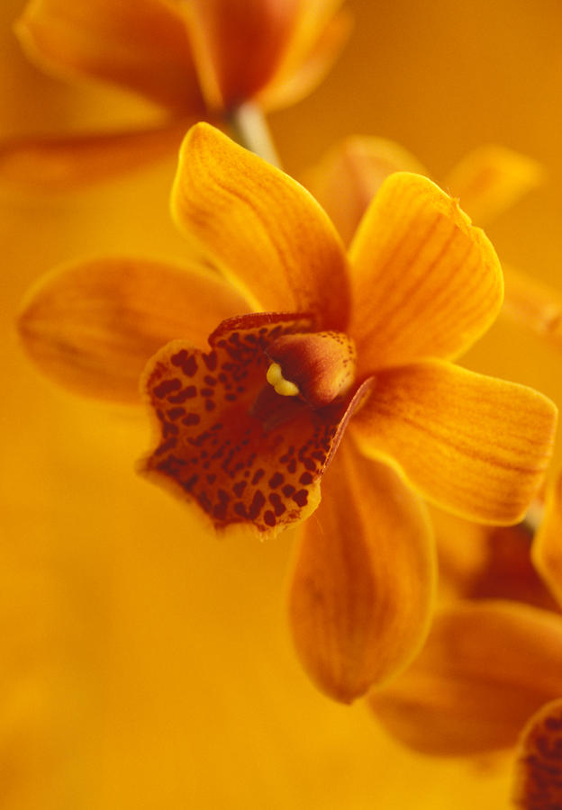 Flower Photograph - Golden Cymbidian Orchid by Kathy Yates