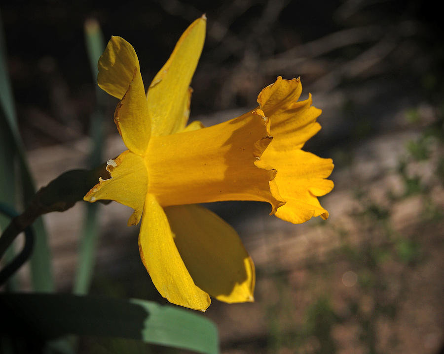 Golden Daffodil    Photograph by Margie Avellino