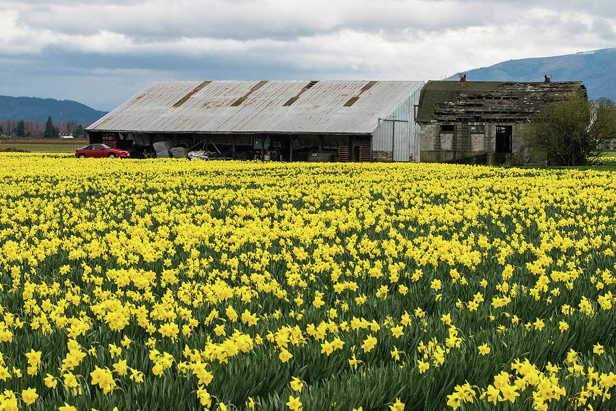 Golden Daffodils Old Barn and Red Car Photograph by Tom Cochran