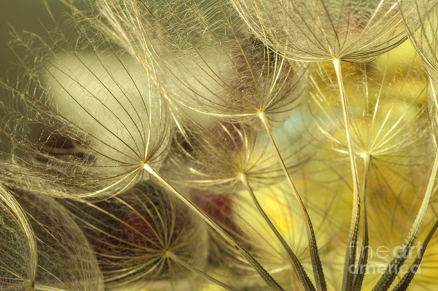 Golden Dandelions  Photograph by Iris Greenwell