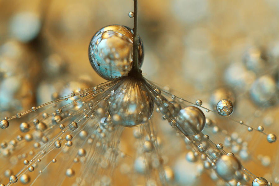 Golden Dandy Shower Photograph by Sharon Johnstone