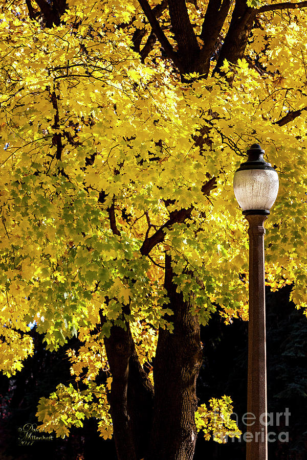Fall Photograph - Golden by David Millenheft