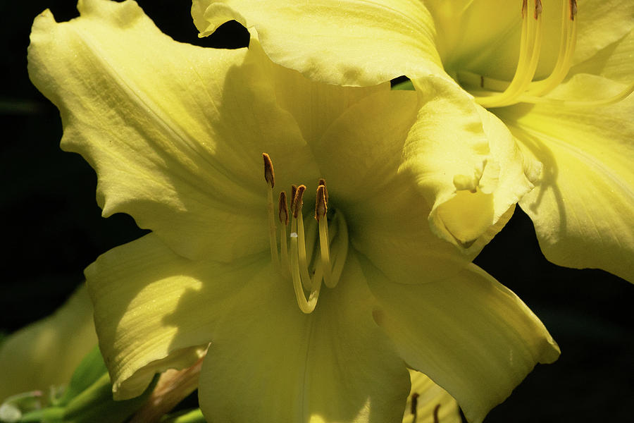 Golden Day Lilies Digital Art by Ed Stines