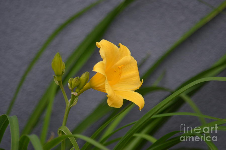 Golden Day Lily Photograph by Maria Urso