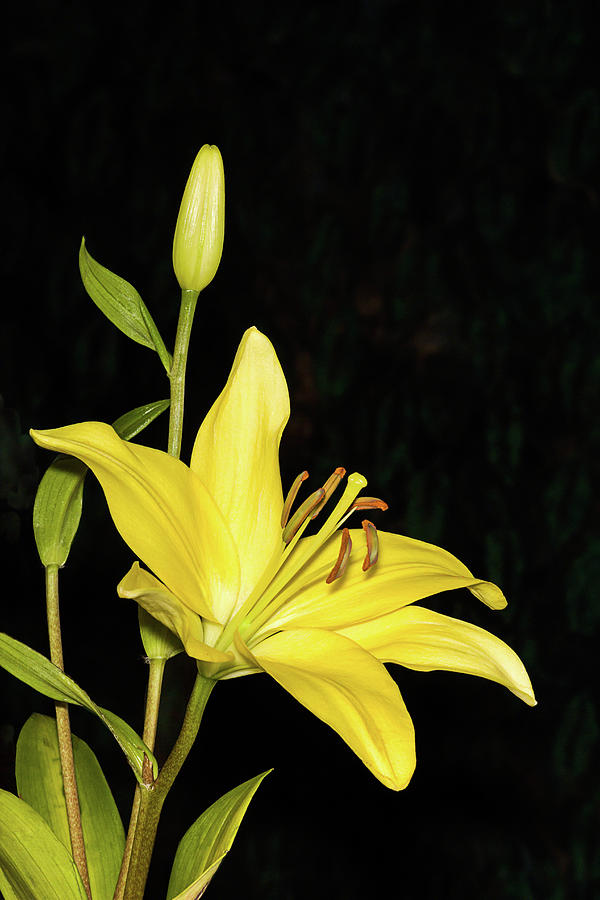 Golden Daylily I Photograph by Dawn Currie