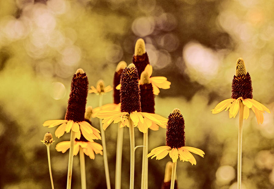 Flower Photograph - Golden Daze by Judy Vincent