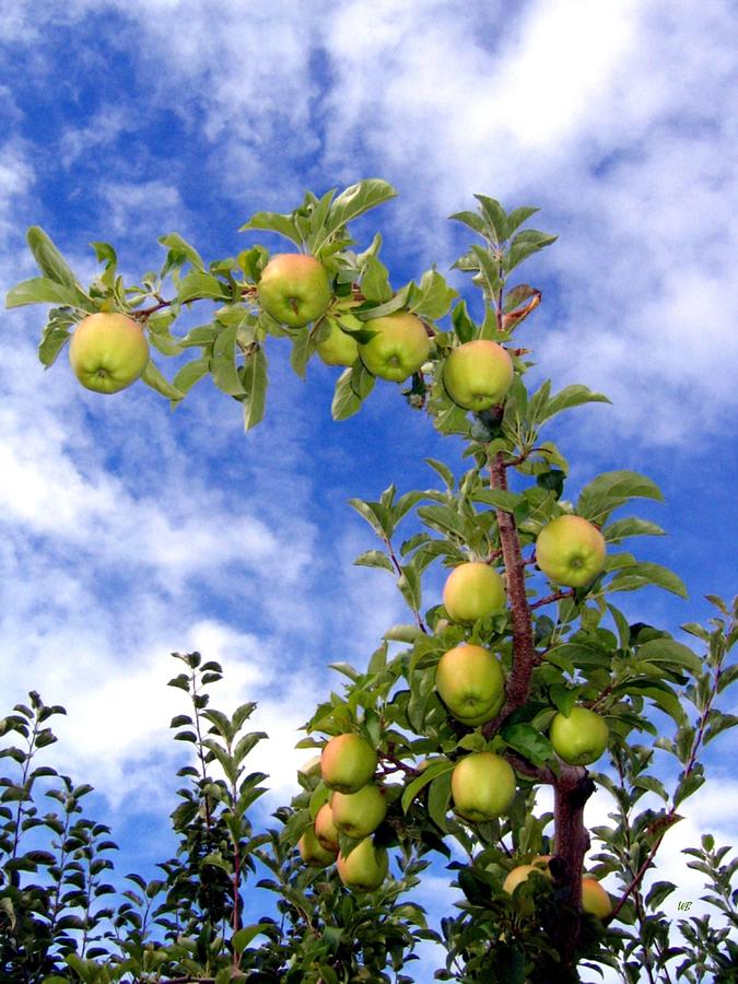 Golden Delicious Apples Photograph by Will Borden