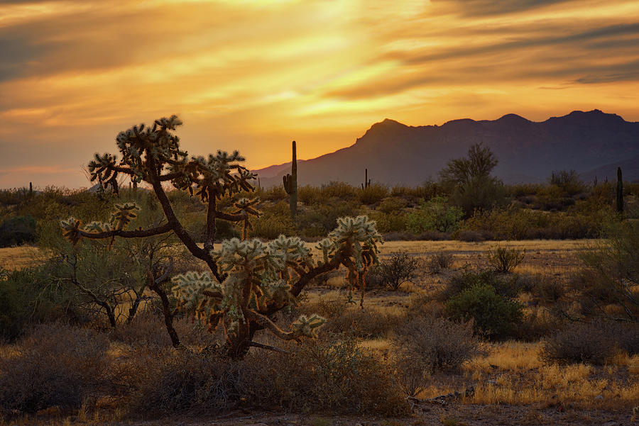 Golden Desert Evening  Photograph by Saija Lehtonen