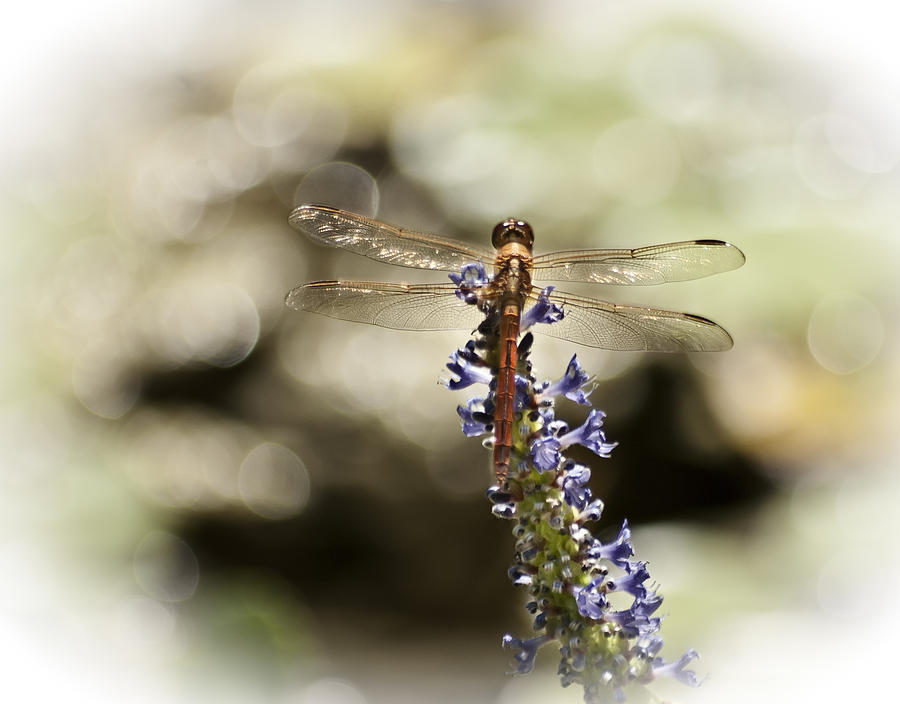 Animal Photograph - Golden Dragonfly by Carolyn Marshall