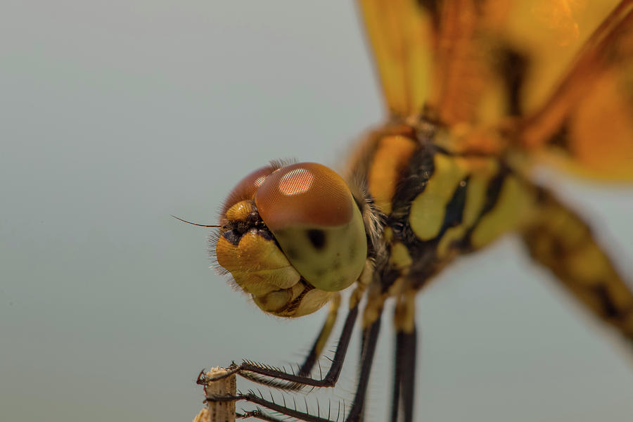 Golden Dragonfly by CHRISTOPHER L THOMLEY Golden Dragonfly by CHRISTOPHER L THOMLEY
