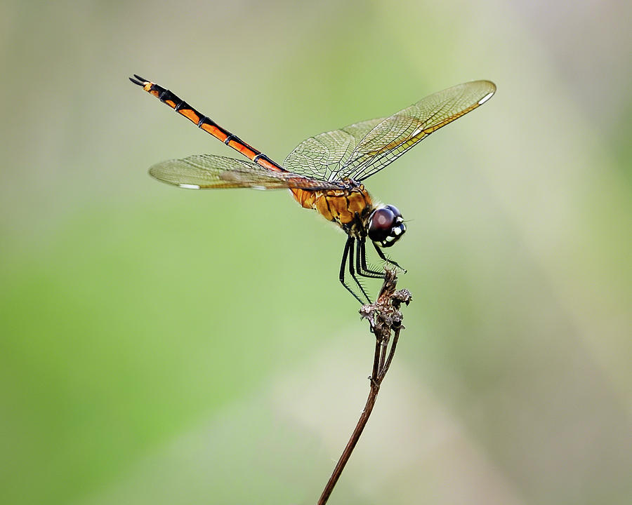 Golden Dragonfly II Photograph by Dawn Currie