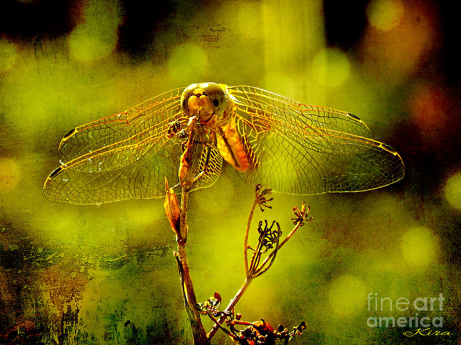 Golden Dragonfly Photograph by Kira Bodensted