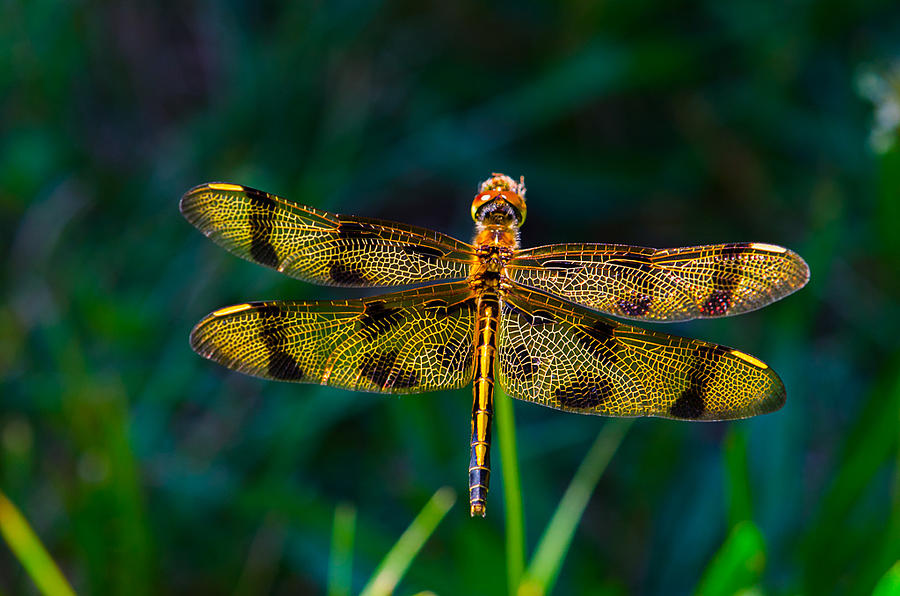 Golden Dragonfly Photograph by Linda Howes