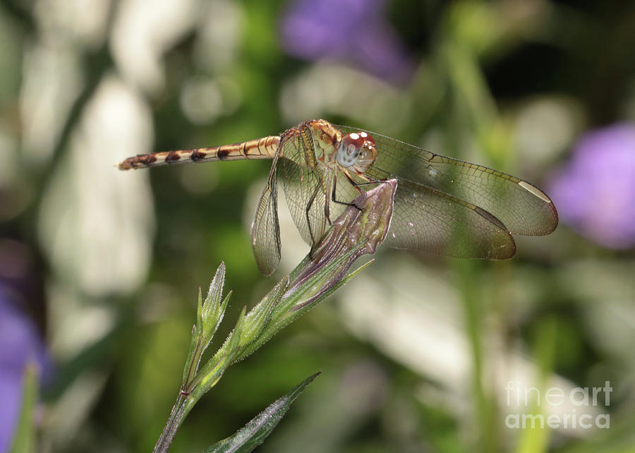 Golden Dragonfly on Flower Bud Photograph by Carol Groenen