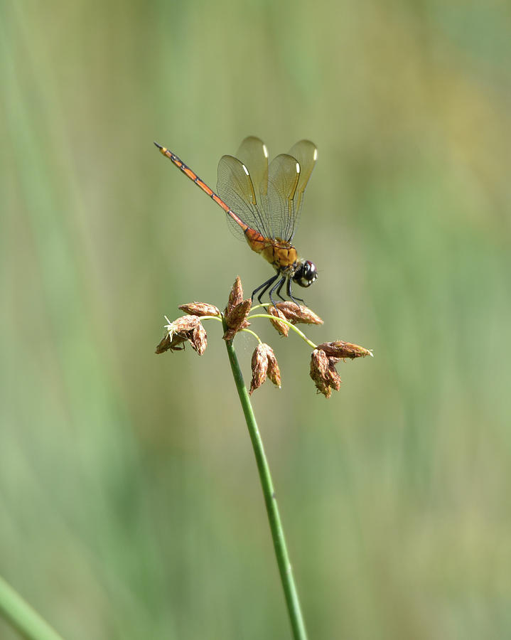 Golden Dragonfly on Flowering Grass Photograph by Artful Imagery