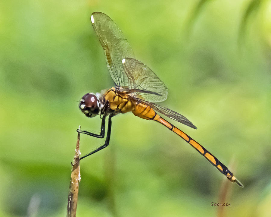 Golden Dragonfly Photograph by T Guy Spencer